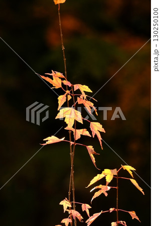 紅葉したモミジの葉 紅葉したモミジの葉 130250100