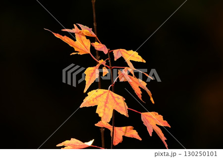 紅葉したモミジの葉 130250101