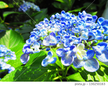 ウズアジサイの花の風景 130250163