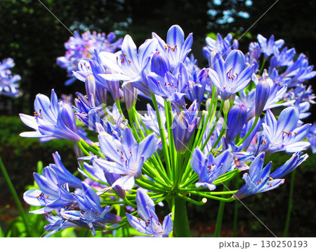 アガパンサス(ムラサキクンシラン)のきれいな花の風景 アガパンサス(ムラサキクンシラン)のきれいな花の風景 130250193