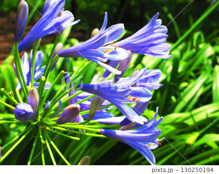 アガパンサス（ムラサキクンシラン）のきれいな花の風景 130250194