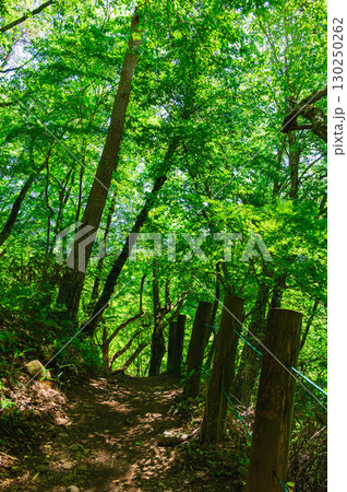 川俣川渓谷　遊歩道 130250262