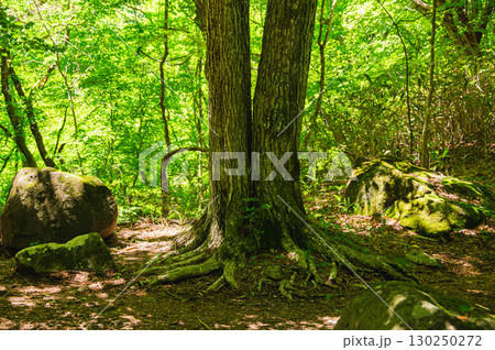 二股に分かれた木 130250272