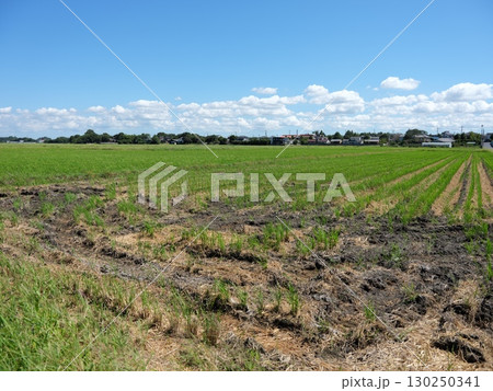 収穫の後 130250341