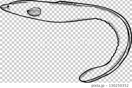 鰻魚素描單色插圖 鰻魚素描單色插圖 130250352