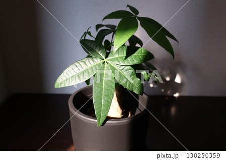 下駄箱の上の観葉植物パキラ 下駄箱の上の観葉植物パキラ 130250359