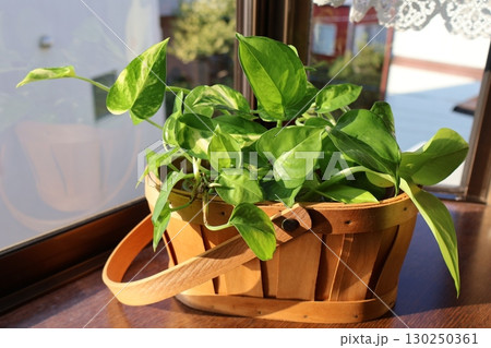 出窓に観葉植物ポトスを飾る 出窓に観葉植物ポトスを飾る 130250361