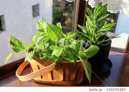 窓辺に置かれた観葉植物のポトスとクロトン 130250365