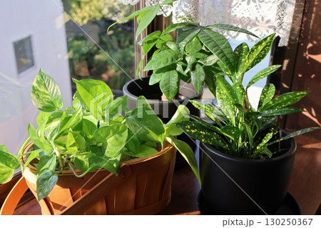 窓辺に置かれた観葉植物のポトス、クロトン、パキラ 窓辺に置かれた観葉植物のポトス、クロトン、パキラ 130250367