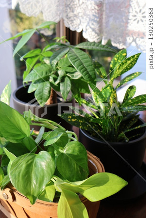 窓辺に置かれた観葉植物のポトス、クロトン、パキラ 130250368