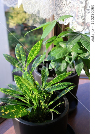 窓辺に置かれた観葉植物のクロトンとパキラ 窓辺に置かれた観葉植物のクロトンとパキラ 130250369