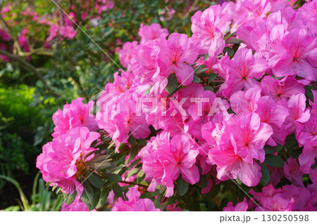 Blooming pink japan Azalea Ericaceae bush, Geisha Purple, rhododendron flower macro, background 130250598