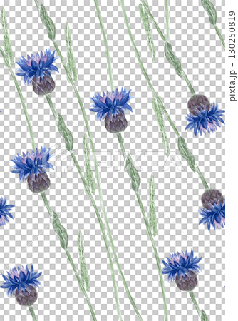 Knapweed on long green stems seamless watercolor pattern isolated on white. Hand-painted blue wildflowers in diagonal layout. Ideal for textiles, packaging, wallpaper, rustic-themed designs Knapweed on long green stems seamless watercolor pattern isolated on white. Hand-painted blue wildflowers in diagonal layout. Ideal for textiles, packaging, wallpaper, rustic-themed designs 130250819