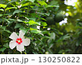 白いムクゲの花 130250822