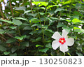 白いムクゲの花 130250823