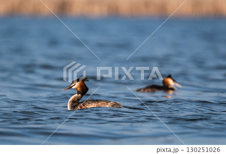 Amazing Great Crested Grebe Water Birds Swimming On A Lake Amazing Great Crested Grebe Water Birds Swimming On A Lake 130251026