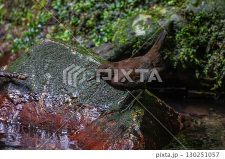 川を泳ぐ鳥 130251057