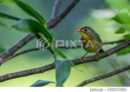 ソウシチョウ 130251062
