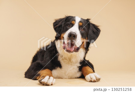 Bernese mountain dog lying down and looking at camera 130251258