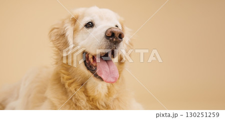 Golden retriever panting on beige background: happy dog portrait Golden retriever panting on beige background: happy dog portrait 130251259