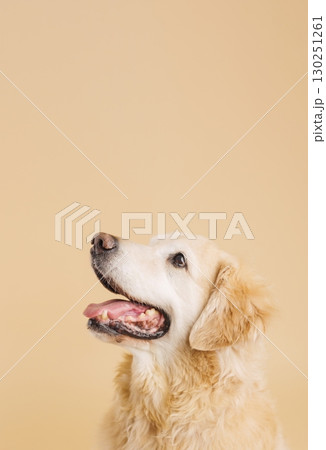 Golden retriever looking up with open mouth on beige background Golden retriever looking up with open mouth on beige background 130251261