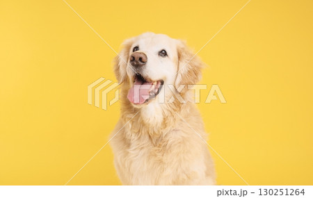 Golden retriever panting and looking up on yellow background Golden retriever panting and looking up on yellow background 130251264