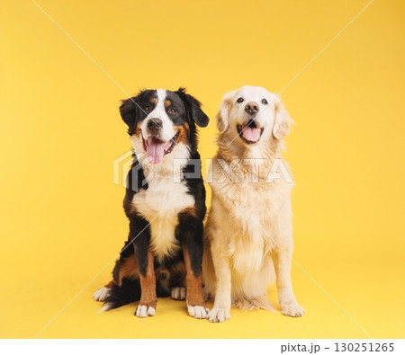Bernese mountain dog and golden retriever posing on yellow background Bernese mountain dog and golden retriever posing on yellow background 130251265