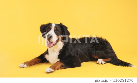 Bernese mountain dog lying down on yellow background Bernese mountain dog lying down on yellow background 130251270