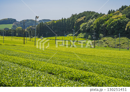 掛川市の彗星発見の丘公園周辺の茶畑の風景(静岡県) 130251451