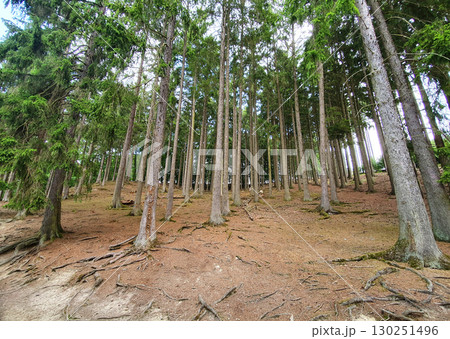 Green spring forest with much trees. Sunny weather. Nature background. Green spring forest with much trees. Sunny weather. Nature background. 130251496