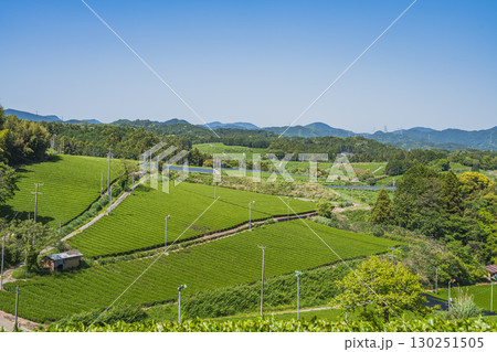 掛川市の彗星発見の丘公園周辺の茶畑の風景(静岡県) 130251505