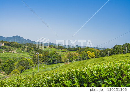 掛川市の彗星発見の丘公園周辺の茶畑の風景(静岡県) 掛川市の彗星発見の丘公園周辺の茶畑の風景(静岡県) 130251506