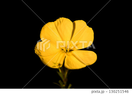 Nature, sunset and family in canola field walking on Nature, sunset and family in canola field walking on 130251546