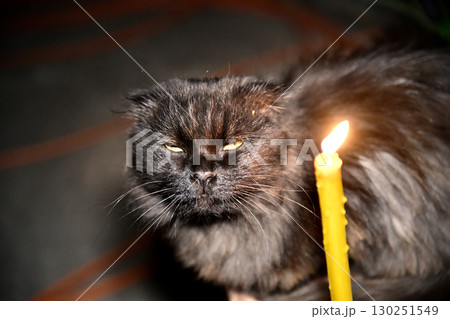 A black cat sitting in a hallway with lanterns and rose petals scattered 130251549