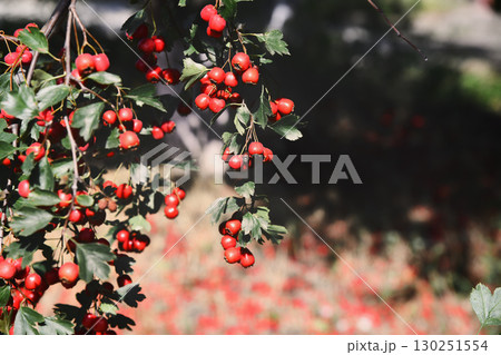 A branch full of red hawthorn berries in early autumn. Hawthorn 130251554