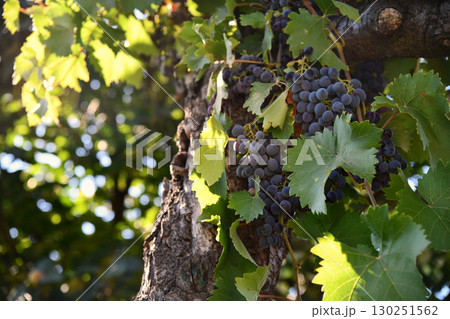 Vineyard with a bunch of blue grapes with the sun background Vineyard with a bunch of blue grapes with the sun background 130251562