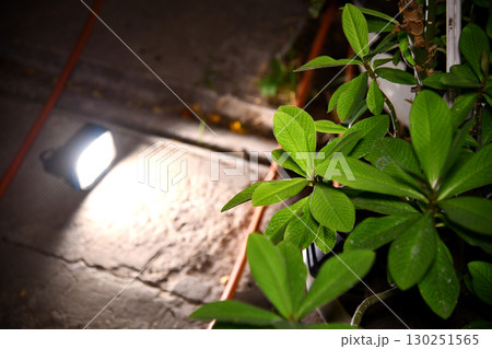 flashlight and light beam in dark mist room at night . abstract projector spotlight white lay 130251565