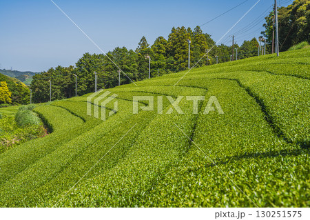 掛川市の彗星発見の丘公園周辺の茶畑の風景(静岡県) 掛川市の彗星発見の丘公園周辺の茶畑の風景(静岡県) 130251575