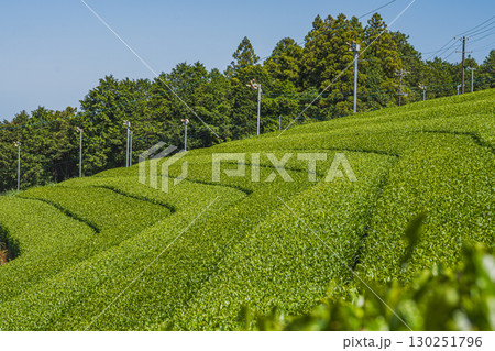 掛川市の彗星発見の丘公園周辺の茶畑の風景(静岡県) 130251796