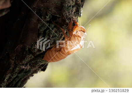 セミの抜け殻 130251829