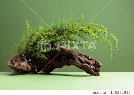 Old snag and juniper branches on a green background. Old snag and juniper branches on a green background. 130251932