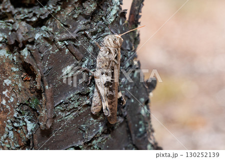 木に止まるクルマバッタモドキ 130252139
