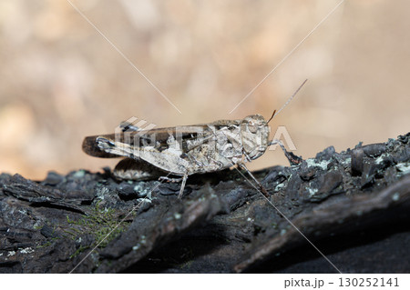 木に止まるクルマバッタモドキ 130252141