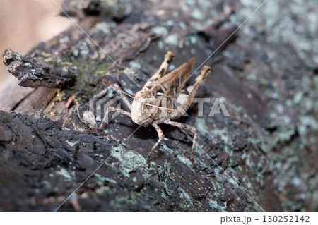 木に止まるクルマバッタモドキ 130252142