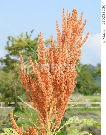 実が成ったヒユ科の「アマランサス」 130252236