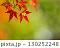 モミジ影が映る紅葉 130252248