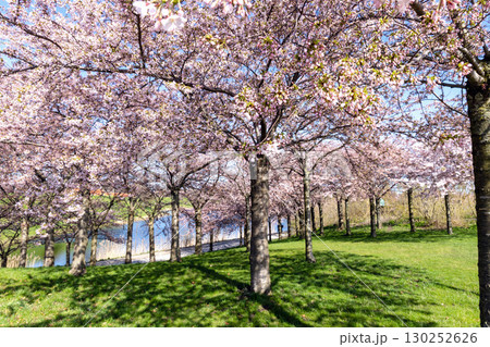Cherry Blossom in Langelinie park on a beautiful spring day. Sakura festival in Copenhagen Cherry Blossom in Langelinie park on a beautiful spring day. Sakura festival in Copenhagen 130252626