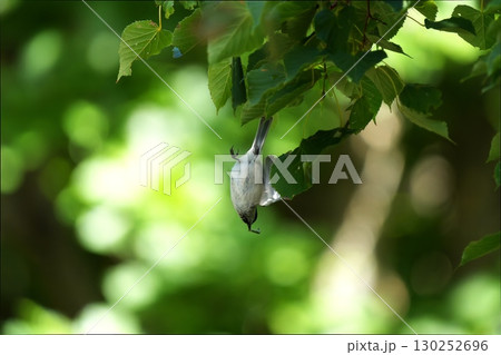 芋虫を捕まえたコガラ 芋虫を捕まえたコガラ 130252696