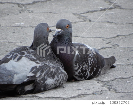 路上のつがいの鳩 路上のつがいの鳩 130252702