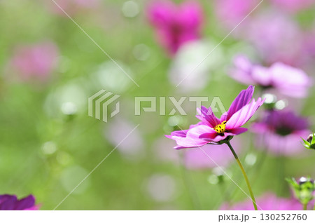 いつか見た　コスモス畑 130252760